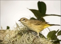 Florida;Palm-Warbler;Warbler;Southeast-USA;Dendroica-palmarum;one-animal;close-u
